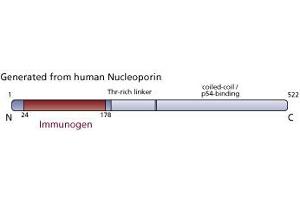 Image no. 2 for anti-Nucleoporin 62kDa (NUP62) (AA 24-178) antibody (ABIN968005)