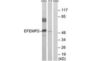 Western blot analysis of extracts from K562/NIH-3T3 cells, using EFEMP2 Antibody. (FBLN4 anticorps  (AA 91-140))