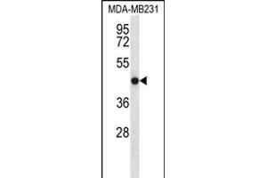 TMEM43 Antibody (Center) (ABIN656549 and ABIN2845811) western blot analysis in MDA-M cell line lysates (35 μg/lane). (TMEM43 anticorps  (AA 195-223))