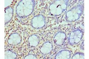 Immunohistochemistry of paraffin-embedded human colon tissue using ABIN7145136 at dilution of 1:100 (Azurocidin anticorps  (AA 27-251))