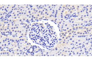 Detection of HO1 in Porcine Kidney Tissue using Polyclonal Antibody to Heme Oxygenase 1 (HO1)