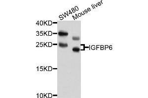 Western blot analysis of extracts of SW480 and mouse liver cells, using IGFBP6 antibody.