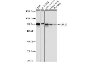 Western blot analysis of extracts of various cell lines, using KLHL15 antibody (ABIN7268079) at 1:1000 dilution. (KLHL15 anticorps  (AA 1-300))