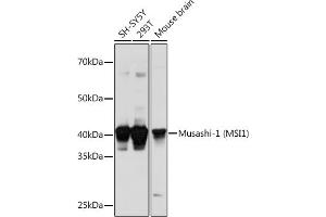 Western blot analysis of extracts of various cell lines, using Musashi-1 (Musashi-1 (MSI1)) Polyclonal Antibody (ABIN6134835, ABIN6144067, ABIN6144068 and ABIN6219720) at 1:1000 dilution. (MSI1 anticorps  (AA 1-100))