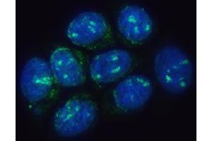 IF analysis of TMEM50B using anti-TMEM50B antibody (ABIN7603241). (TMEM50B anticorps  (N-Term))