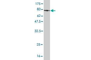 Western Blot detection against Immunogen (76.