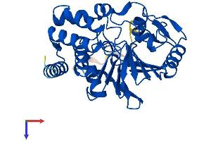AlphaFold protein structure predicition of Human Recombinant PPP2CB Protein, UniprotID P62714