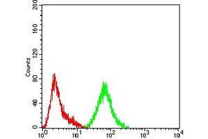 Flow cytometric analysis of Hela cells using SATB2 mouse mAb (green) and negative control (red). (SATB2 anticorps  (AA 377-499))