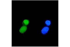 IF analysis of TIF1 gamma/TRIM33 using anti-TIF1 gamma/TRIM33 antibody (ABIN7599621). (TRIM33 anticorps  (AA 1001-1127))