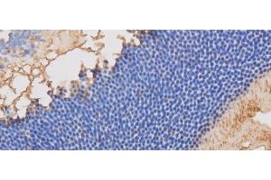 Immunohistochemistry of paraffin-embedded Mouse retina using RBP3 Polyclonal Antibody at dilution of 1:50 (RBP3 anticorps)