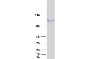 Validation with Western Blot (FLRT1 Protein (Myc-DYKDDDDK Tag))