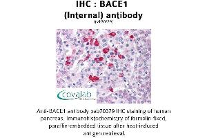 Image no. 1 for anti-Beta-secretase 1 (BACE1) (Internal Region) antibody (ABIN1732171) (BACE1 anticorps  (Internal Region))