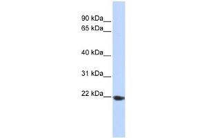 TMED1 antibody used at 1 ug/ml to detect target protein. (TMED1 anticorps  (Middle Region))