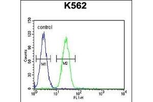 TBX6 Antibody (C-term) (ABIN655896 and ABIN2845296) flow cytometric analysis of K562 cells (right histogram) compared to a negative control cell (left histogram). (T-Box 6 anticorps  (C-Term))