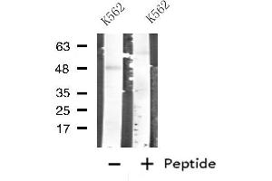 Western blot analysis of extracts from K562 cells, using CARBOXYPEPTIDASE A1 antibody. (CPA1 anticorps  (Internal Region))