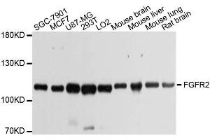 Western blot analysis of extracts of various cell lines, using FGFR2 antibody. (FGFR2 anticorps  (AA 245-345))