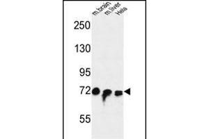 FA Antibody (Center) (ABIN653672 and ABIN2843004) western blot analysis in mouse brain,liver tissue and Hela cell line lysates (35 μg/lane). (STRIP1 anticorps  (AA 352-381))