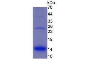 Image no. 1 for Chemokine (C-C Motif) Ligand 3 (CCL3) (AA 24-92) (Active) protein (His tag) (ABIN6239737)