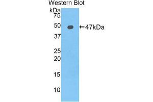 Western Blotting (WB) image for anti-Lipocalin 12 (LCN12) (AA 30-193) antibody (ABIN1859626)