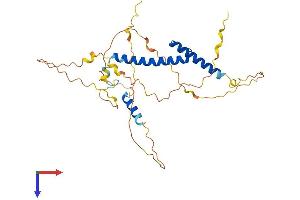 AlphaFold protein structure predicition of Mouse Recombinant Myod1 Protein, UniprotID P10085