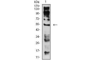 Western blot analysis using CHRNE mouse mAb against C6 (1) cell lysate.