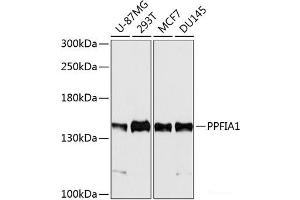 Western blot analysis of extracts of various cell lines using PPFIA1 Polyclonal Antibody at dilution of 1:5000. (PPFIA1 anticorps)