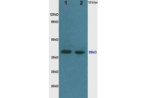 Western Blotting (WB) image for anti-Glyceraldehyde-3-Phosphate Dehydrogenase (GAPDH) (AA 1-335) antibody (ABIN678458) (GAPDH anticorps  (AA 1-335))