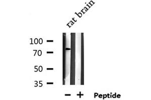 Western blot analysis of extracts from Rat brain lysate, using RFWD2 antibody.