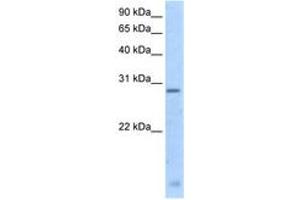 Image no. 1 for anti-Regulator of G-Protein Signalling 18 (RGS18) (N-Term) antibody (ABIN205001)