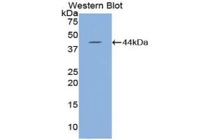 Western blot analysis of recombinant Mouse HYAL2. (HYAL2 anticorps  (AA 23-447))