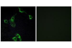 Immunofluorescence (IF) image for anti-Cell Death-Inducing DFFA-Like Effector B (CIDEB) (Internal Region) antibody (ABIN1850417) (CIDEB anticorps  (Internal Region))