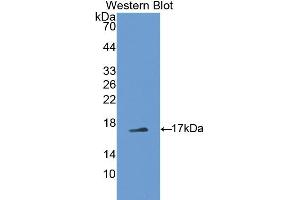 Western blot analysis of recombinant Mouse PTN. (Pleiotrophin anticorps  (AA 33-168))