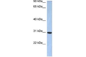 WB Suggested Anti-C16orf65 Antibody Titration: 0.