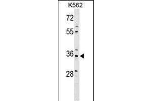 PDLIM4 Antibody (Center) (ABIN1538654 and ABIN2849500) western blot analysis in K562 cell line lysates (35 μg/lane). (PDLIM4 anticorps  (AA 74-103))