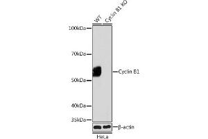 Western blot analysis of extracts from wild type (WT) and Cyclin B1 knockout (KO) HeLa cells, using Cyclin B1 antibody (ABIN7266553) at 1:1000 dilution. (Cyclin B1 anticorps)