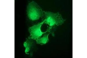 Immunofluorescence (IF) image for anti-Cyclin-Dependent Kinase 2 (CDK2) antibody (ABIN1497397) (CDK2 anticorps)