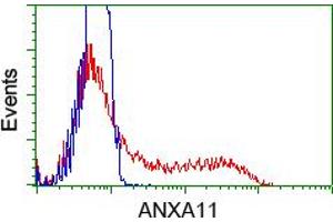 HEK293T cells transfected with either pCMV6-ENTRY ANXA11 (RC212191) (Red) or empty vector control plasmid (Blue) were immunostained with anti-ANXA11 mouse monoclonal (ABIN2452757), and then analyzed by flow cytometry. (Annexin A11 anticorps)