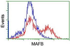 Image no. 2 for anti-Transcription Factor MafB (MAFB) antibody (ABIN1499251) (MAFB anticorps)