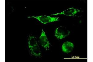 Immunofluorescence of purified MaxPab antibody to TFAM on HeLa cell.