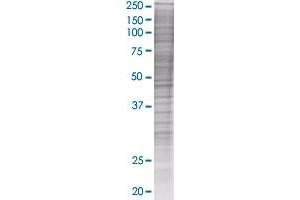 PLSCR1 transfected lysate.