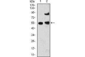 Western blot analysis using MECP2 mouse mAb against A431 (1) and MCF-7 (2) cell lysate. (MECP2 anticorps  (AA 7-148))