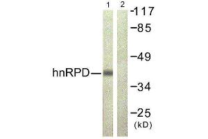 Western Blotting (WB) image for anti-Heterogeneous Nuclear Ribonucleoprotein D (HNRNPD) (Ser83) antibody (ABIN1848048) (HNRNPD/AUF1 anticorps  (Ser83))
