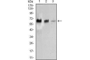 Western blot analysis using TRAFD1 mouse mAb against HEK293 (1), Raji (2), and Jurkat (3) cell lysate.