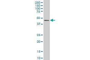 IRF2 monoclonal antibody (M01), clone 3D6 Western Blot analysis of IRF2 expression in Hela S3 NE .