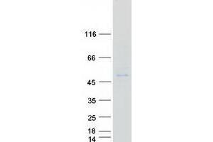 Validation with Western Blot