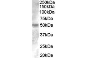 Image no. 1 for anti-Estrogen-Related Receptor gamma (ESRRG) (Internal Region) antibody (ABIN375117) (ESRRG anticorps  (Internal Region))