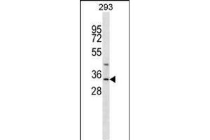 GLYAT Antibody (Center) (ABIN656988 and ABIN2846171) western blot analysis in 293 cell line lysates (35 μg/lane). (GLYAT anticorps  (AA 171-199))