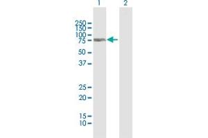 Western Blot analysis of C13orf18 expression in transfected 293T cell line by C13orf18 MaxPab polyclonal antibody. (C13orf18 anticorps  (AA 1-595))