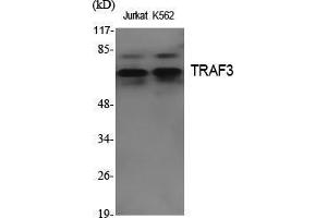 Western Blot (WB) analysis of specific cells using TRAF3 Polyclonal Antibody. (TRAF3 anticorps  (Internal Region))
