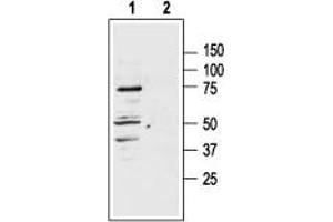 Western blot analysis of rat adrenal lysate: - 1. (MC1 Receptor anticorps  (3rd Intracellular Loop))